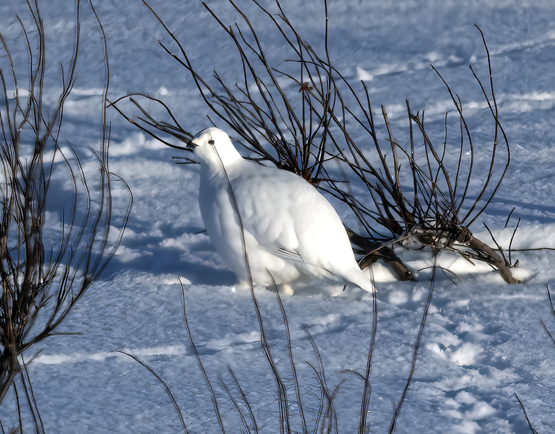 Willow_Ptarmigan_23_Norway_024
