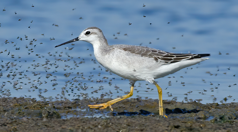 Wilsons_Phalarope_11_CA_007