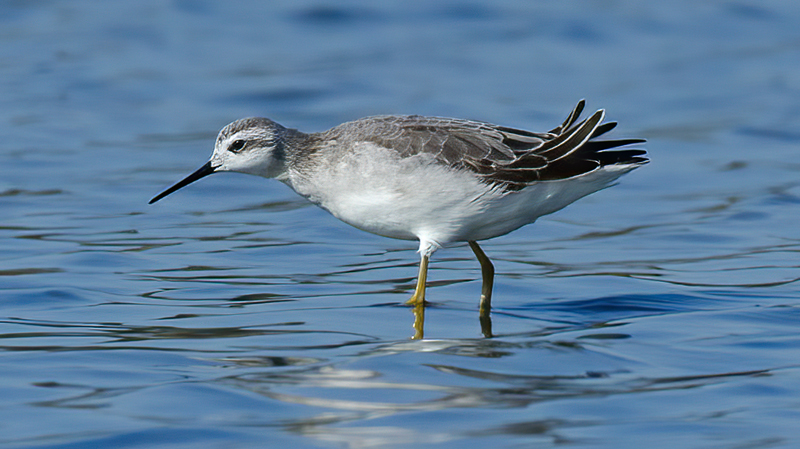 Wilsons_Phalarope_11_CA_013
