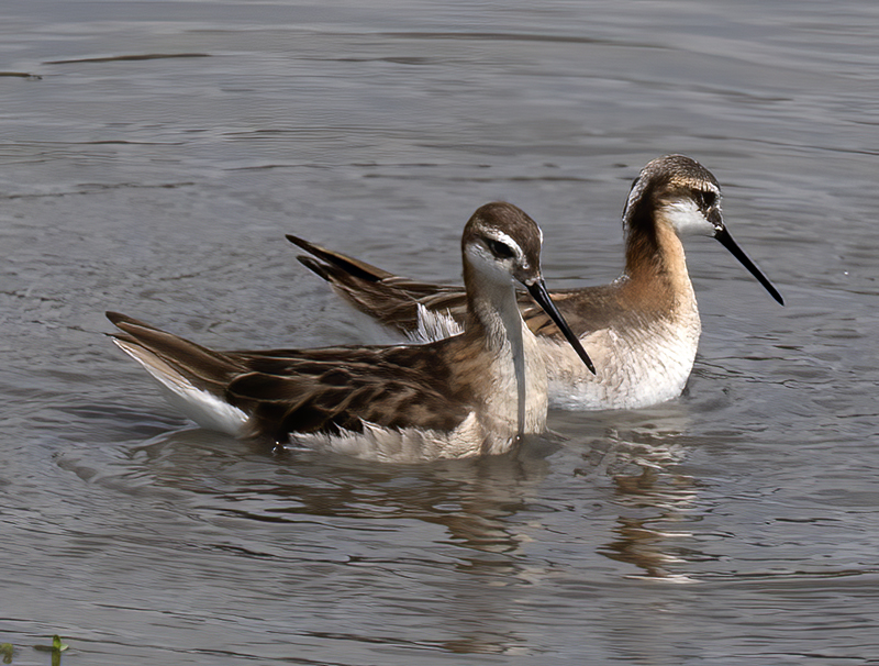 Wilsons_Phalarope_21_CA_112