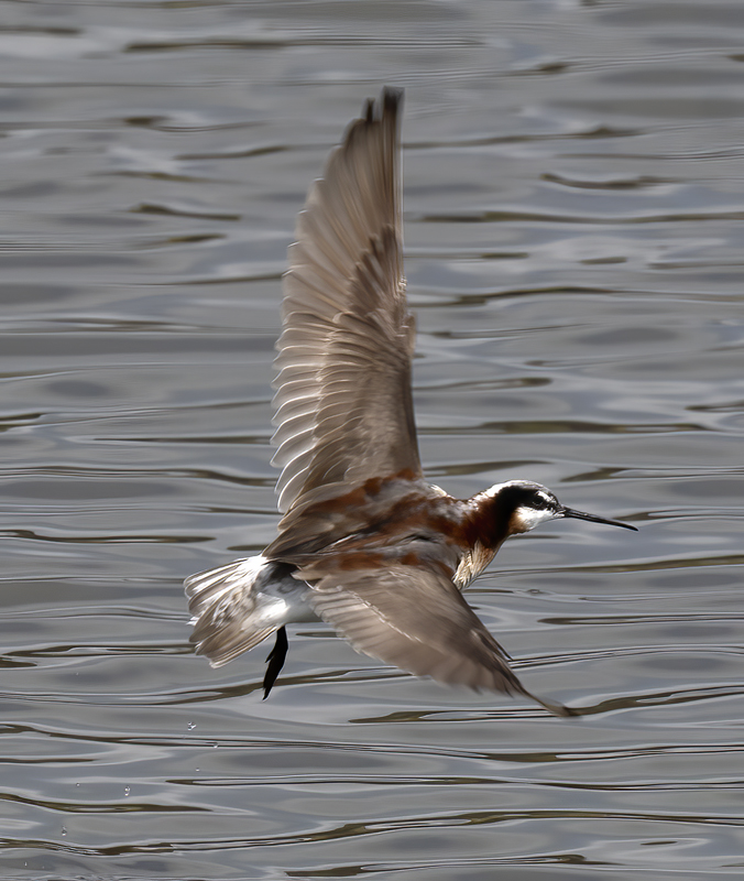 Wilsons_Phalarope_21_CA_130
