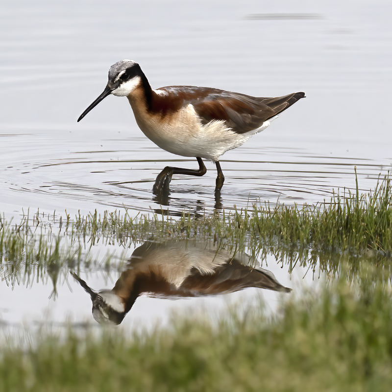 Wilsons_Phalarope_21_CA_164