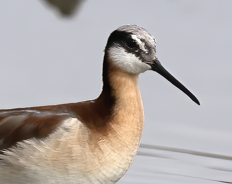 Wilsons_Phalarope_21_CA_177