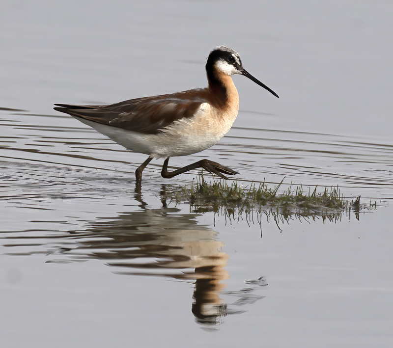 Wilsons_Phalarope_21_CA_188