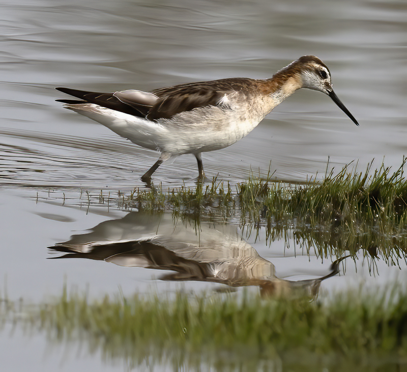 Wilsons_Phalarope_21_CA_190