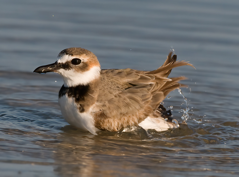 Wilsons_Plover_10_FL_115