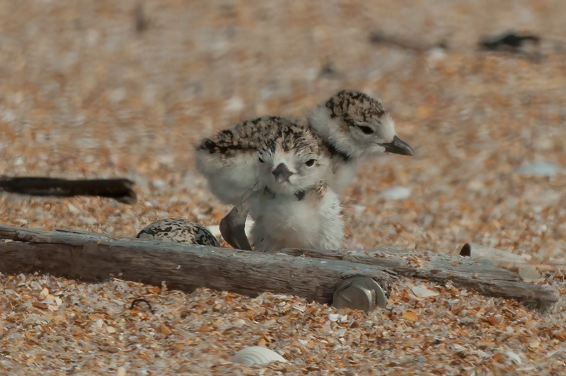 Wilsons_Plover_10_FL_407