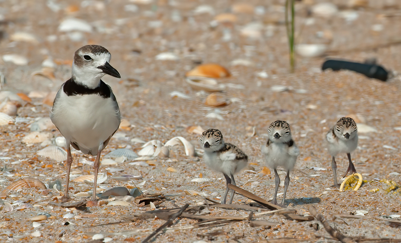 Wilsons_Plover_10_FL_480