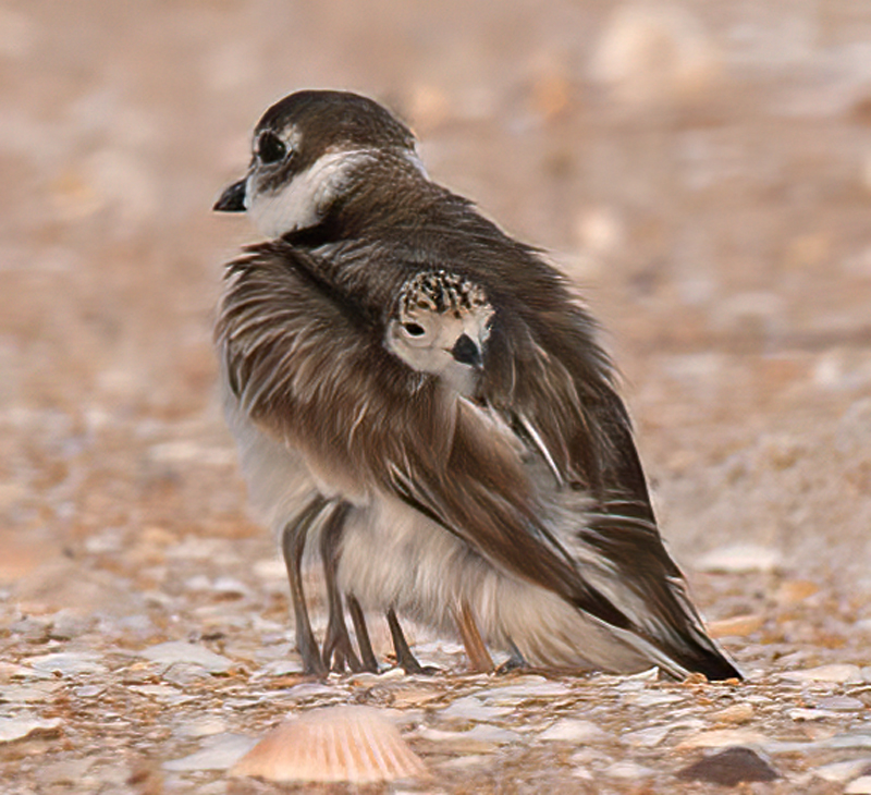 Wilsons_Plover_10_FL_564