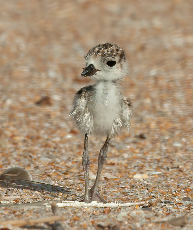 Wilsons_Plover_10_FL_675