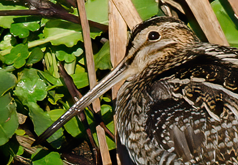 Wilsons_Snipe_11_FL_046