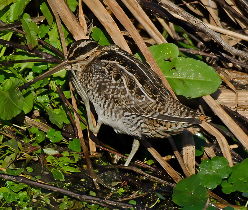Wilsons_Snipe_11_FL_055