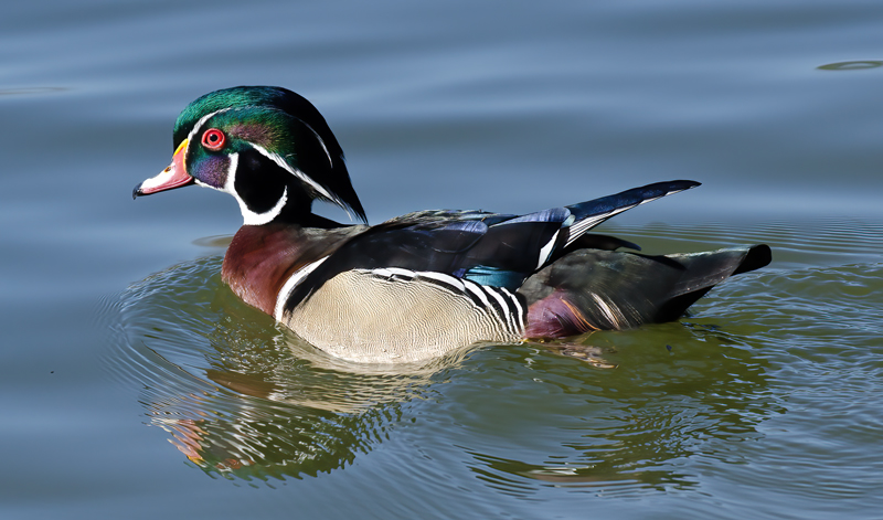 Wood_Duck_10_CA_056