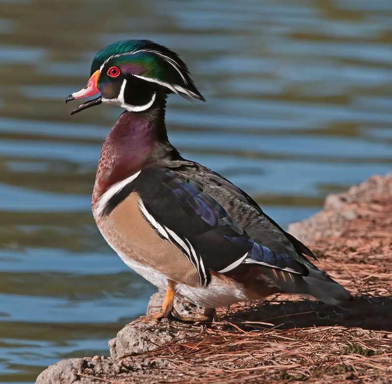 Wood_Duck_10_CA_076