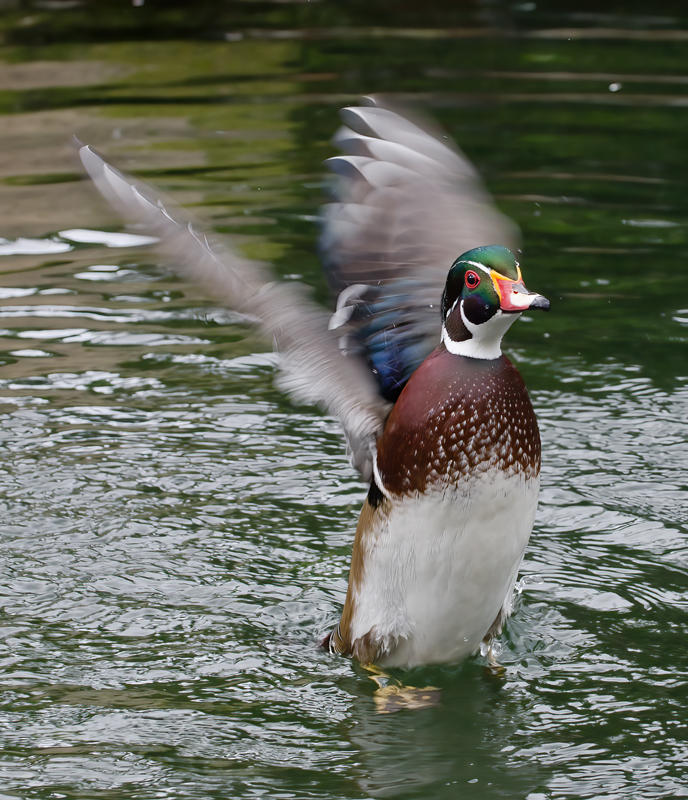 Wood_Duck_10_CA_083