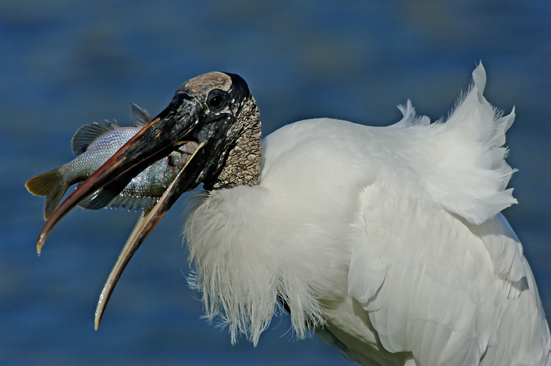 Wood_Stork_09_FL_033