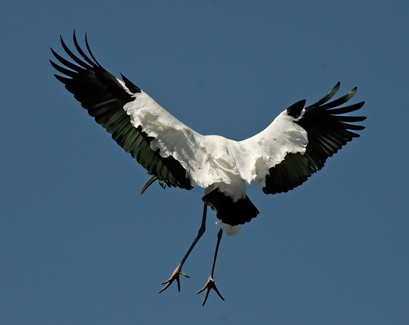Wood_Stork_09_FL_090