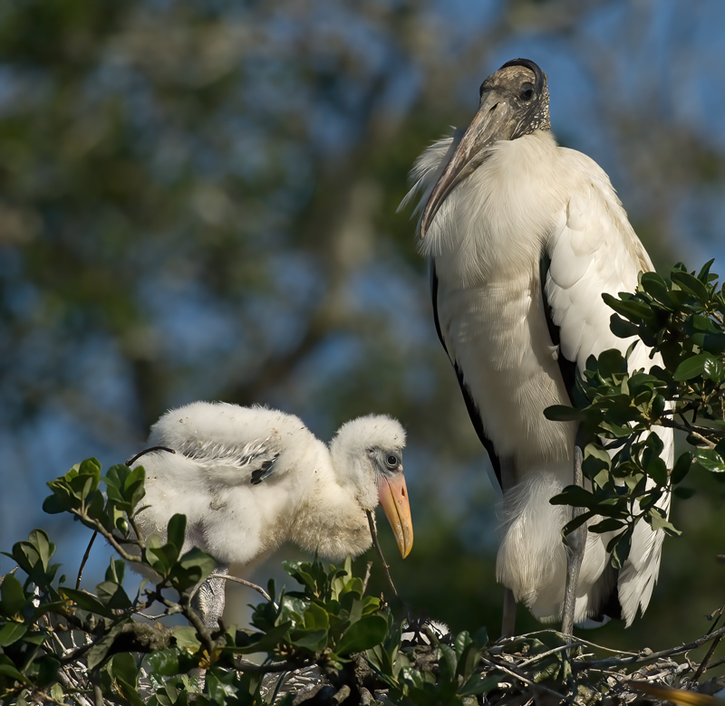 Wood_Stork_09_FL_105
