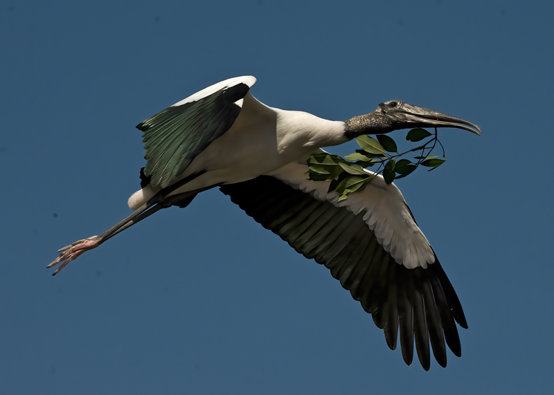 Wood_Stork_09_FL_112