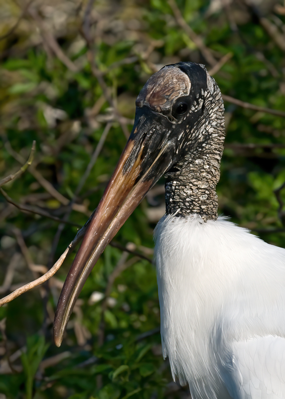 Wood_Stork_09_FL_210