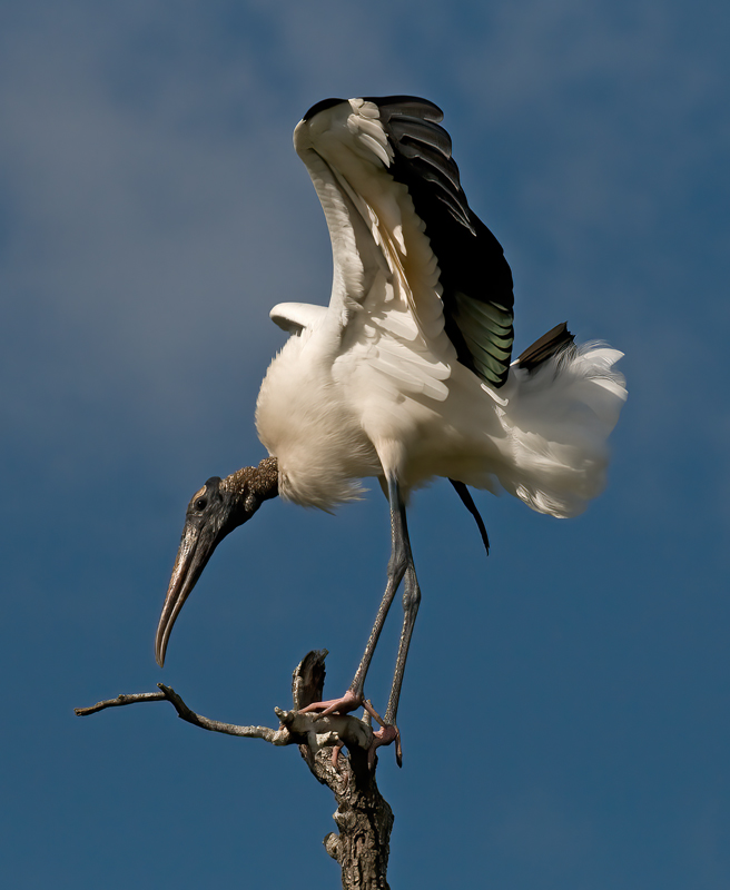 Wood_Stork_09_FL_269
