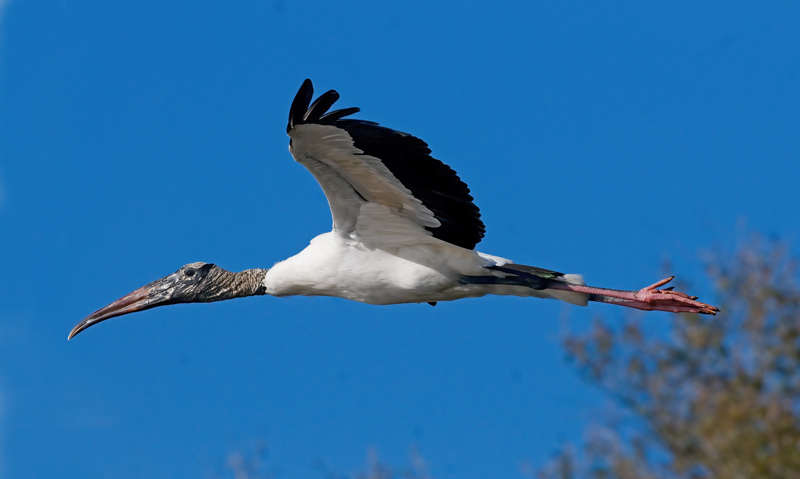 Wood_Stork_10_FL_009