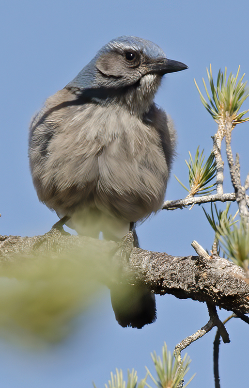Woodhouses_Scrub_Jay_14_CA_013