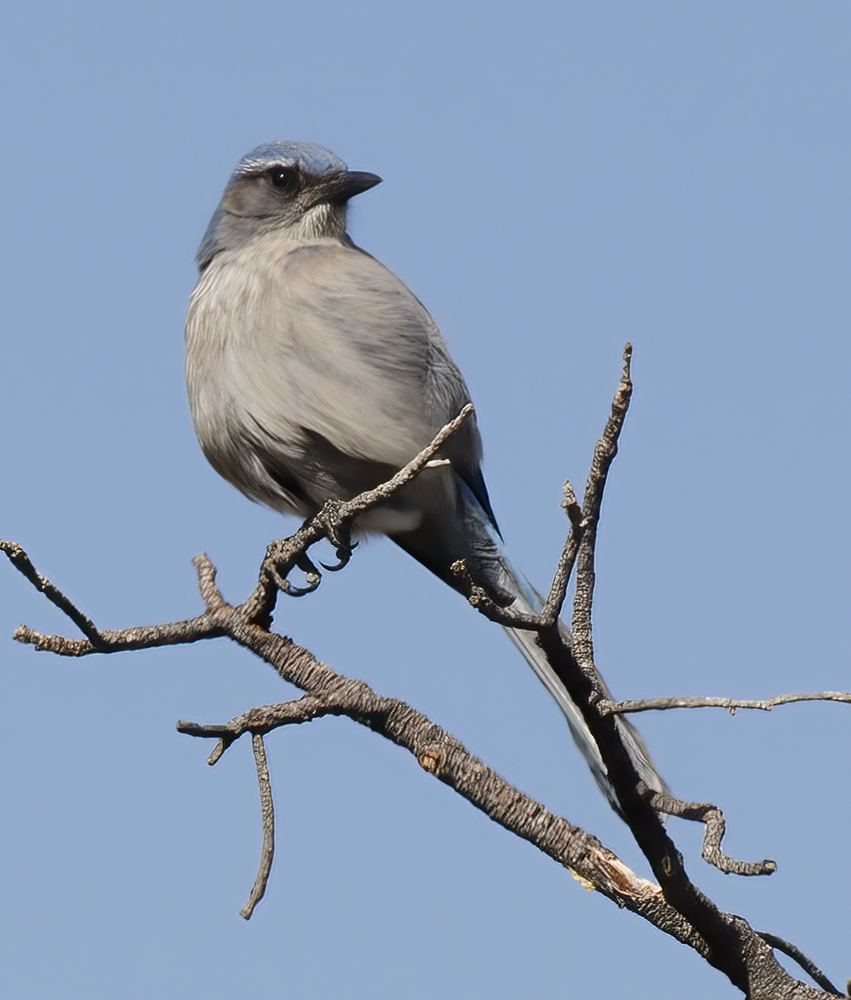 Woodhouses_Scrub_Jay_14_CA_015