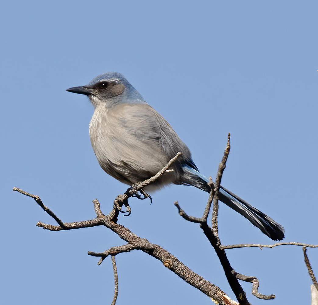 Woodhouses_Scrub_Jay_14_CA_019