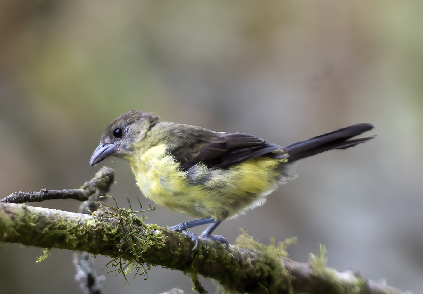 Yellow-rumped_Tanager_18_Ecuador_009