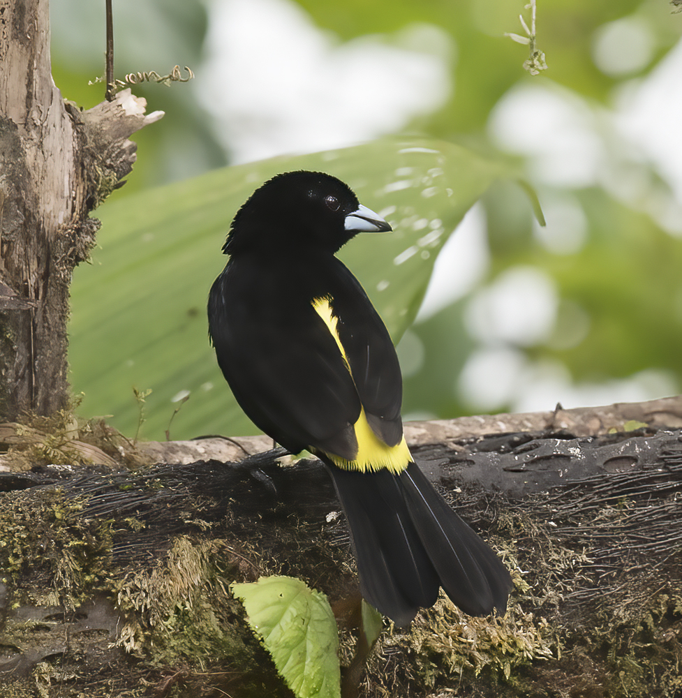 Yellow-rumped_Tanager_18_Ecuador_028
