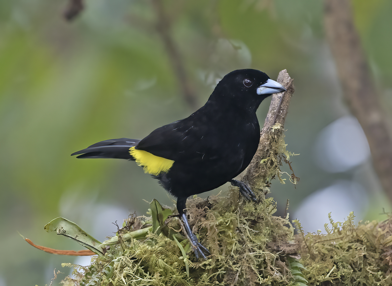 Yellow-rumped_Tanager_18_Ecuador_030