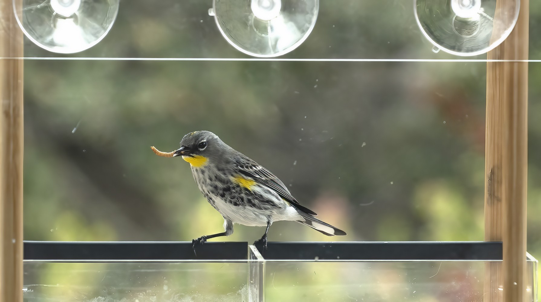 Yellow-rumped_Warbler_21_CA_002