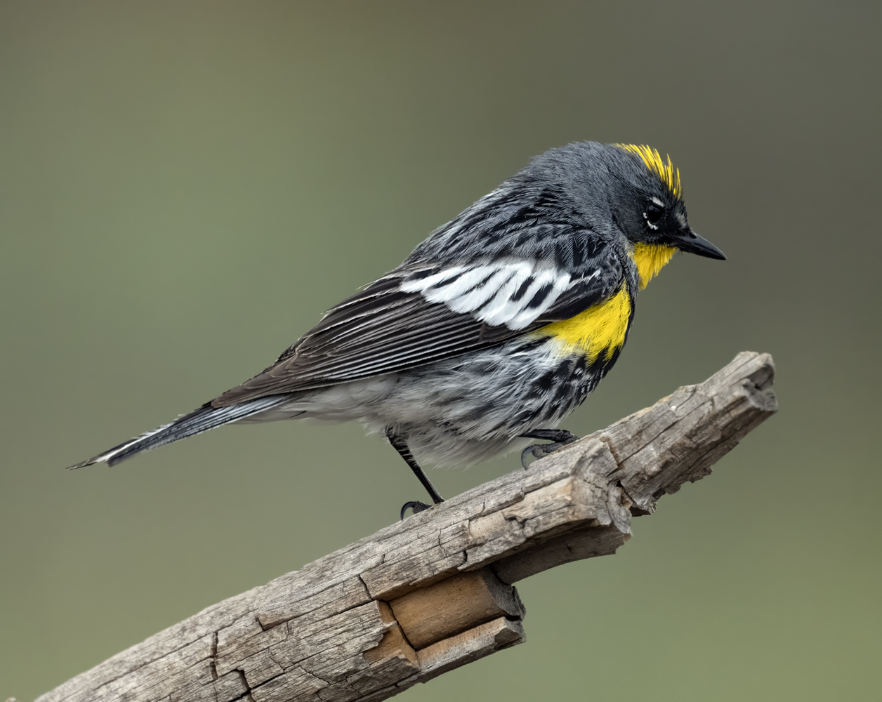 Yellow-rumped_Warbler_23_OR_L_500