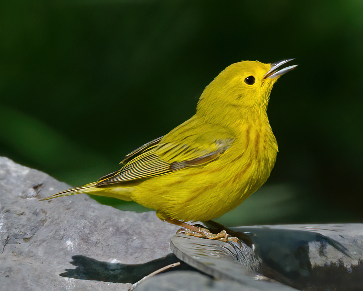 Yellow_Warbler_13_CA_003