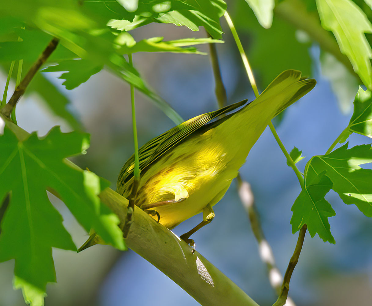 Yellow_Warbler_13_CA_008