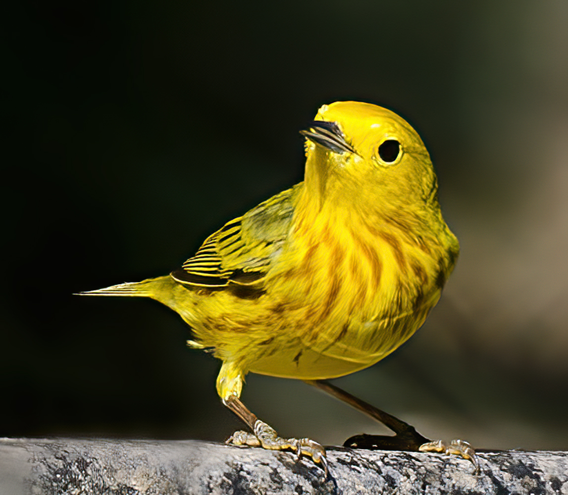Yellow_Warbler_13_CA_015