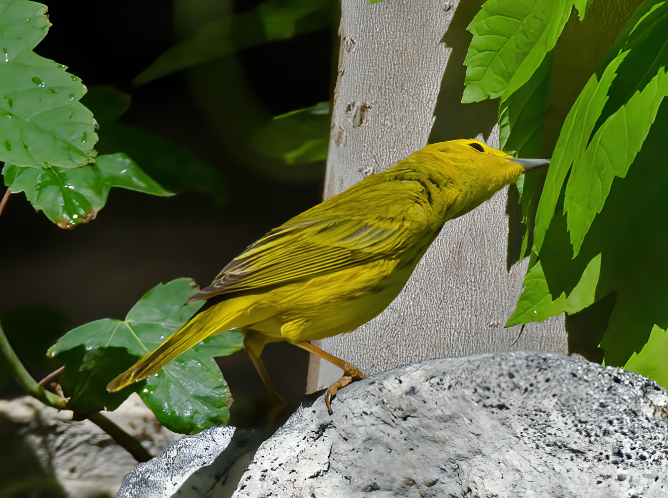 Yellow_Warbler_13_CA_027