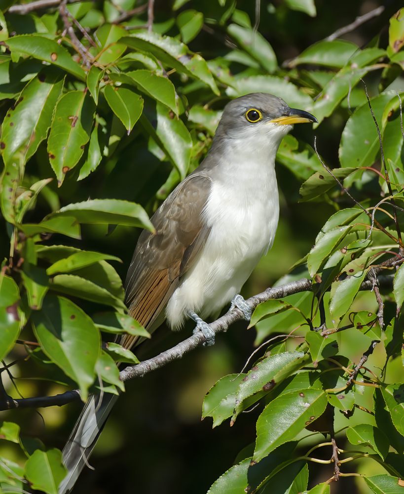 Yellow_billed_Cuckoo_12_NJ_003