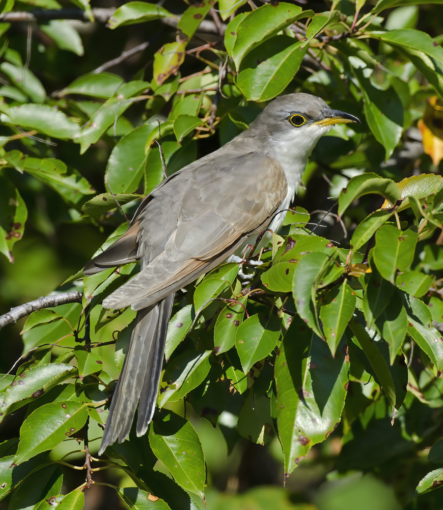Yellow_billed_Cuckoo_12_NJ_004