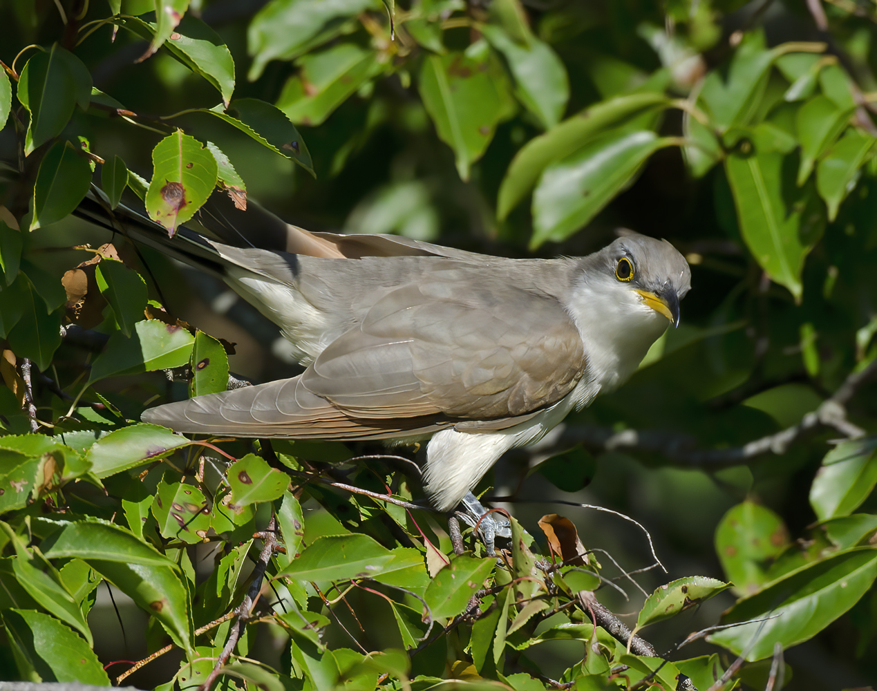 Yellow_billed_Cuckoo_12_NJ_008