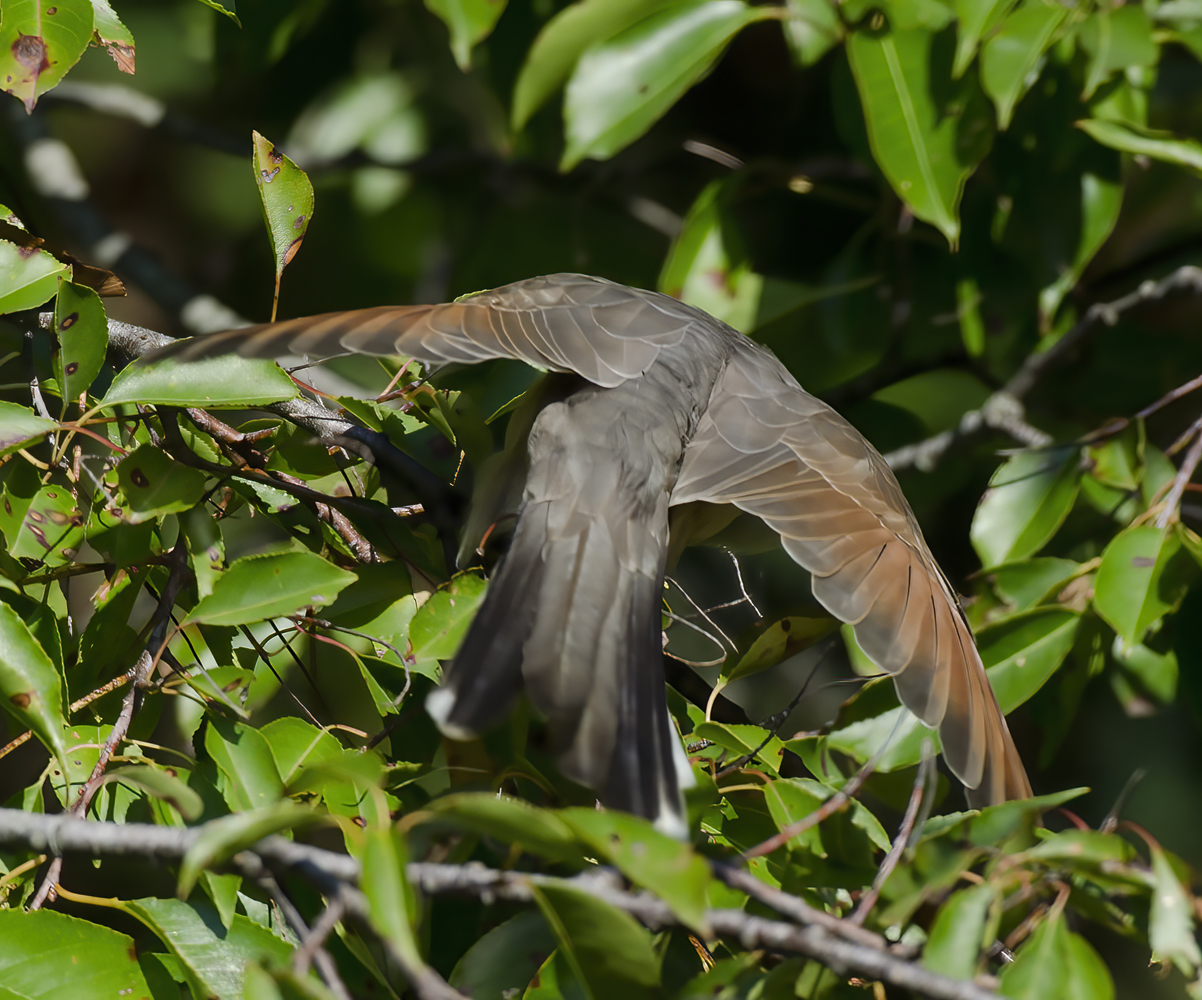 Yellow_billed_Cuckoo_12_NJ_009