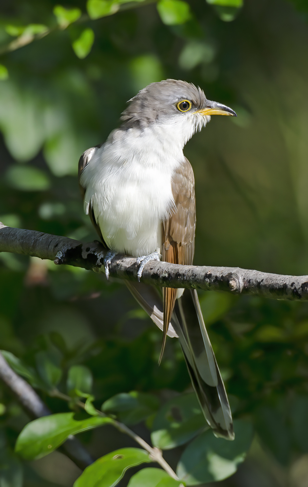 Yellow_billed_Cuckoo_12_NJ_014