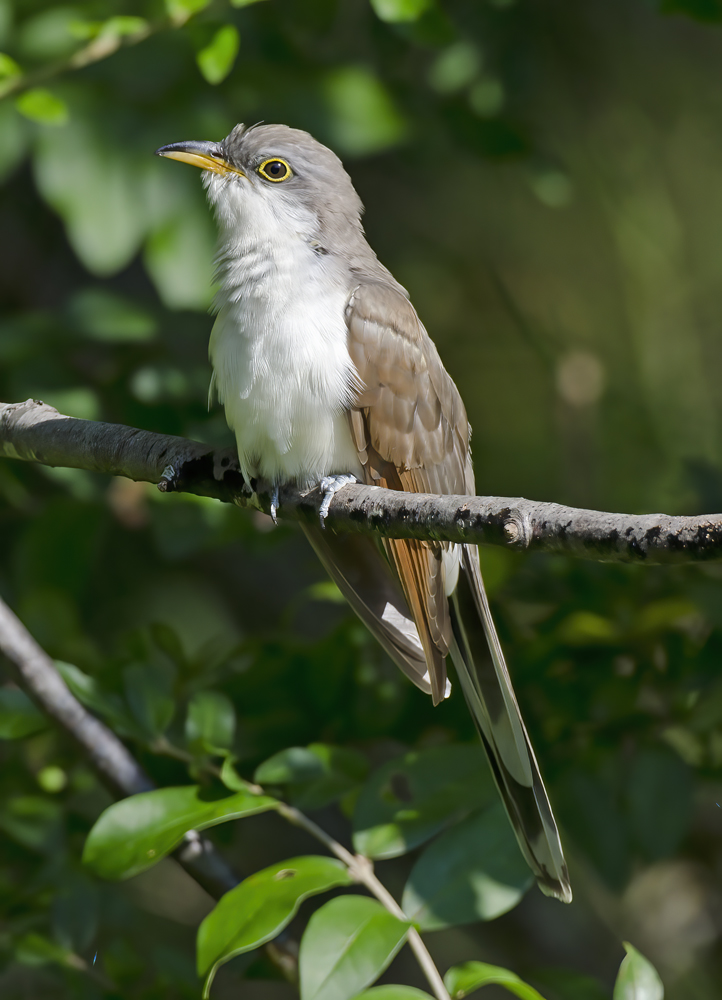 Yellow_billed_Cuckoo_12_NJ_017