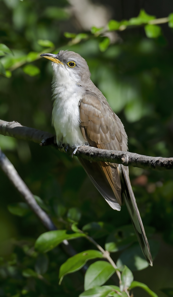 Yellow_billed_Cuckoo_12_NJ_021