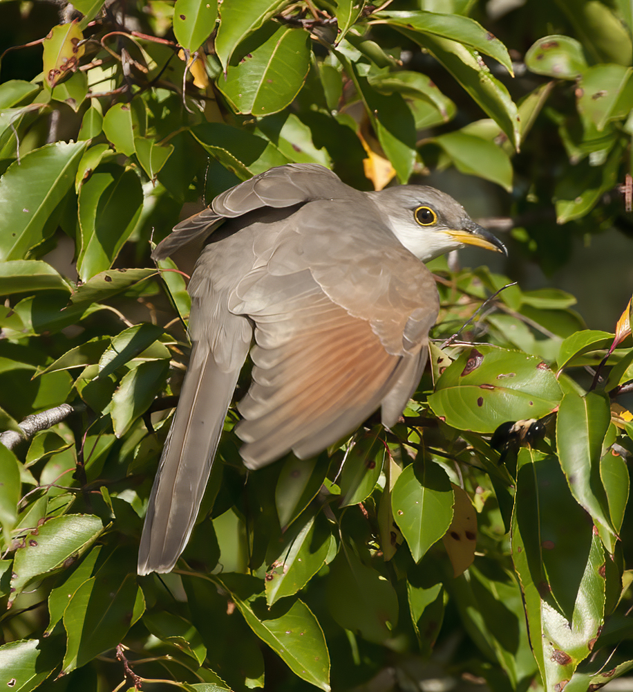 Yellow_billed_Cuckoo_12_NJ_031