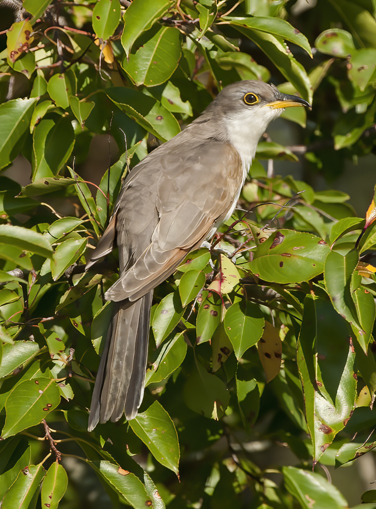 Yellow_billed_Cuckoo_12_NJ_032