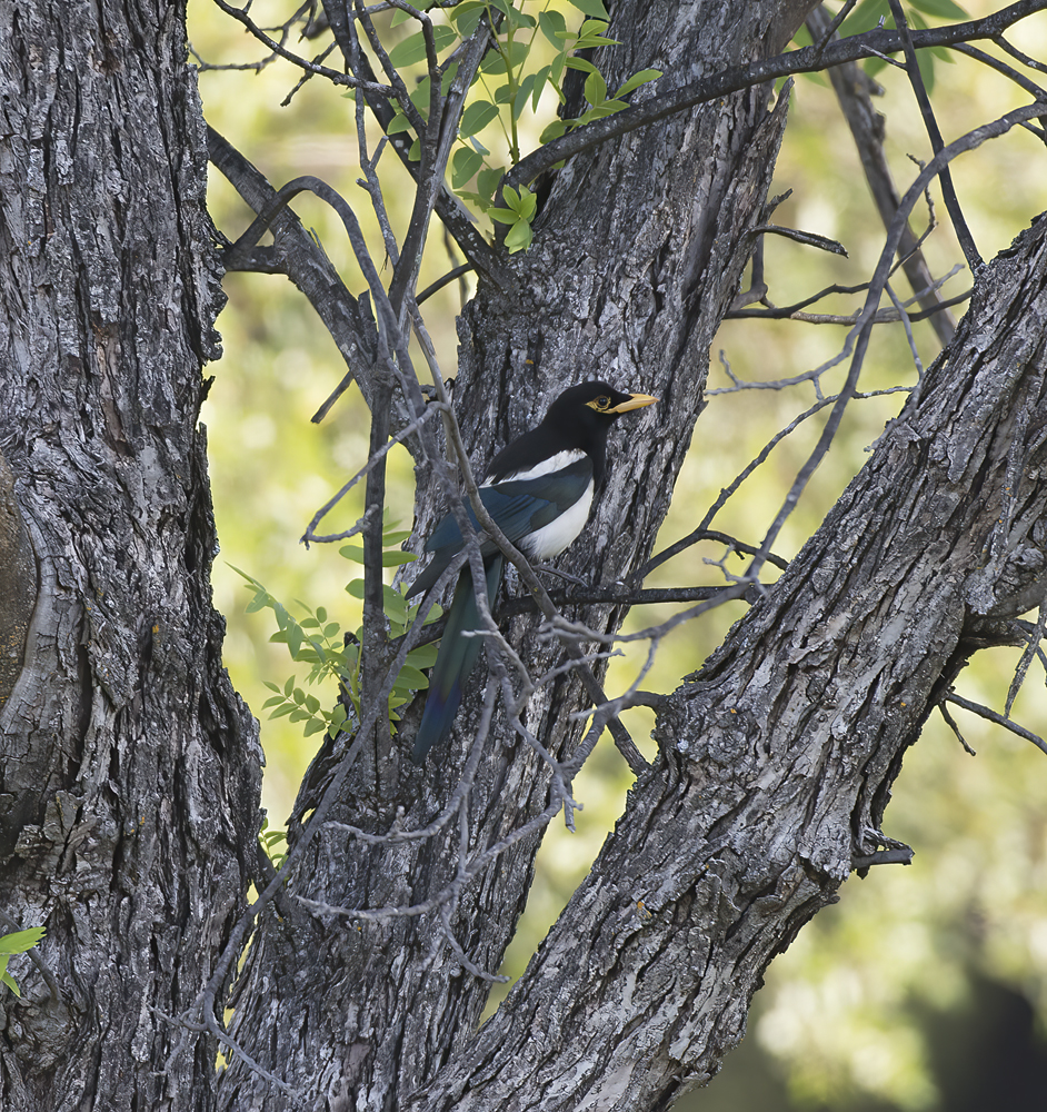 Yellow_billed_Magpie_15_CA_046