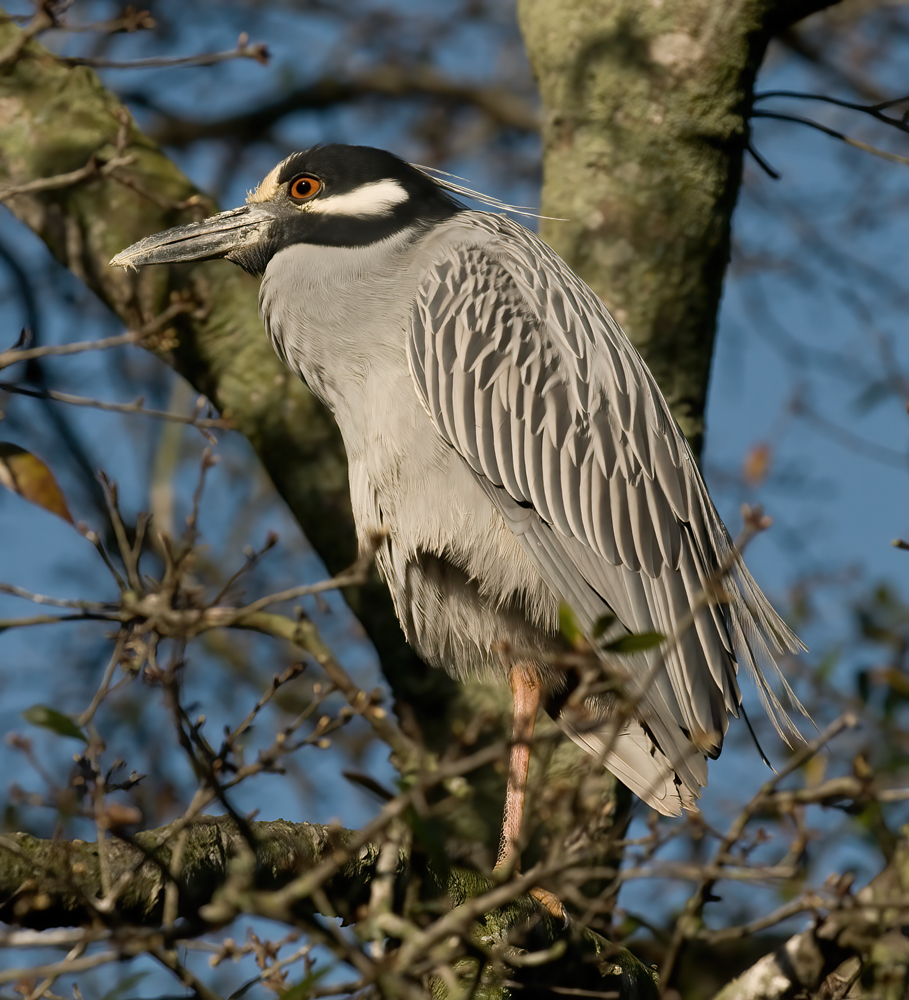 Yellow_crowned_Night_Heron_09_FL_058