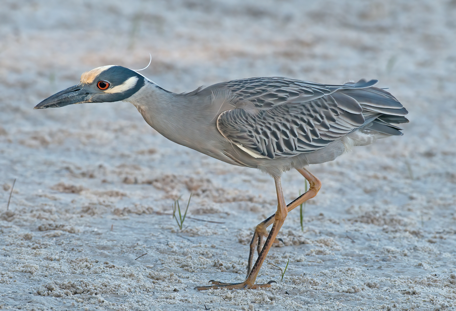 Yellow_crowned_Night_Heron_10_FL_024